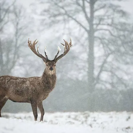 מלון Crystal Chalet *