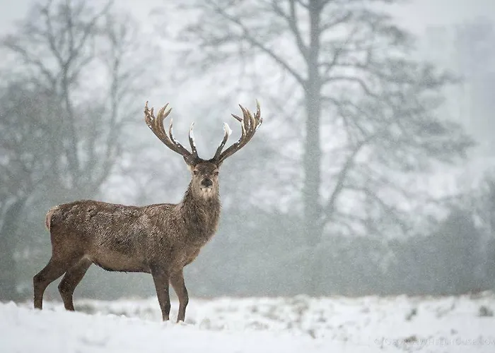 Szálloda Crystal Chalet *